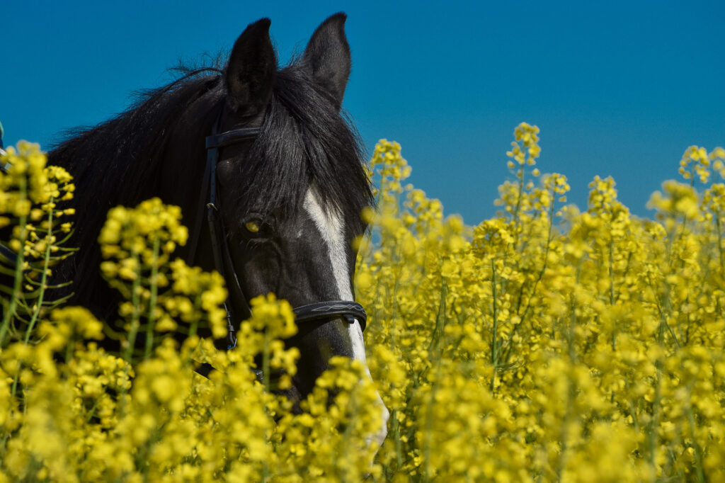 Reiky for Horses